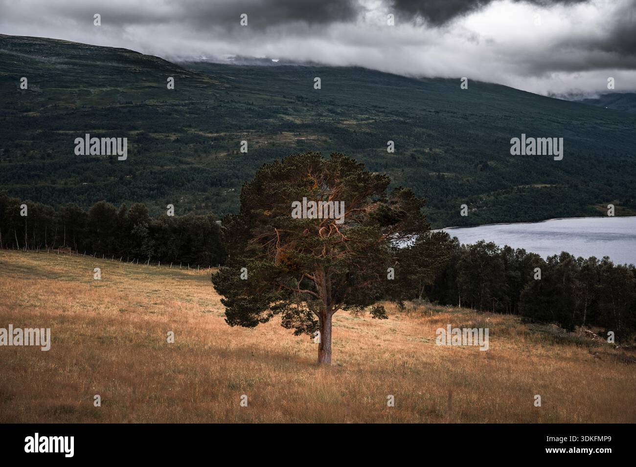 Il pino solitario con una corona aperta si erge da solo in un campo erboso vicino a un lago, con sopra nuvole scure e spettacolari. Momento di quiete in Norvegia Foto Stock