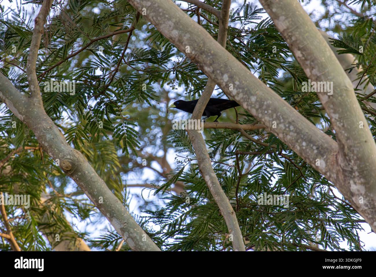Uccello cacique dalle rugole rosse con un becco pallido arroccato tra spessi rami di alberi a Florestopolis Brasile Foto Stock