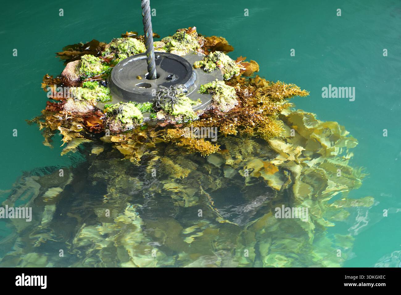 Oggetto sommerso contaminato da numerose specie di erbacce marine domestiche e invasive come Undaria. Ubicazione: Auckland nuova Zelanda Foto Stock