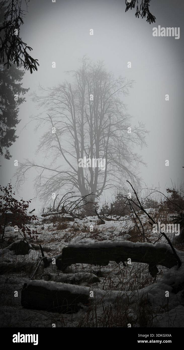 Albero solitario in un paesaggio nebbioso, monocromatico, mistico, romantico, Rennsteig, foresta della Turingia Foto Stock
