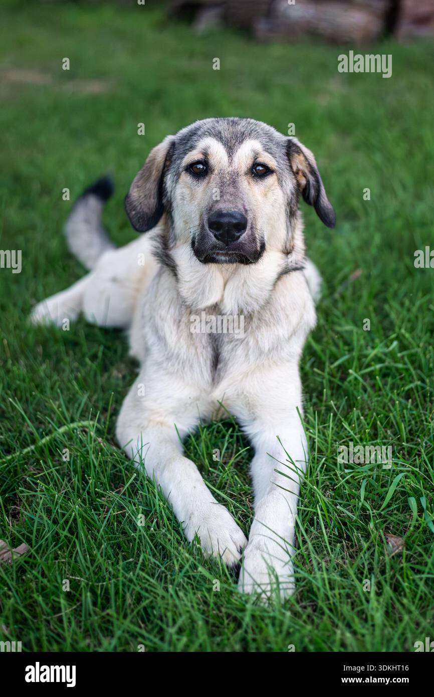 Grandi Pirenei e pastore anatolico Mix Puppy, cane da allevamento, guardiano gregge, cane da lavoro in addestramento Foto Stock