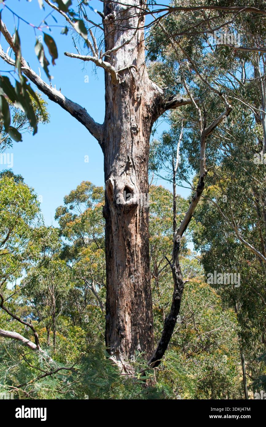Un albero di eucalipto maturo nel Bush australiano con un tronco cavo che fornisce un nido per la fauna selvatica come marsupiali, uccelli e serpenti. Foto Stock