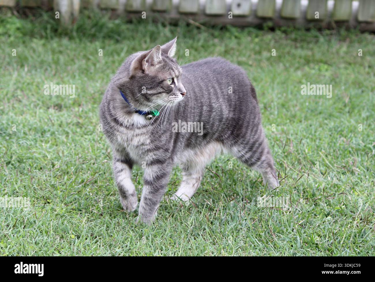 Gatto da tavola grigio con pelo corto che cammina su erba verde Foto Stock