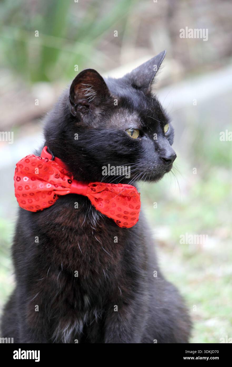 Gatto nero che indossa un cravatta rosso con paillettes all'aperto in giardino Foto Stock