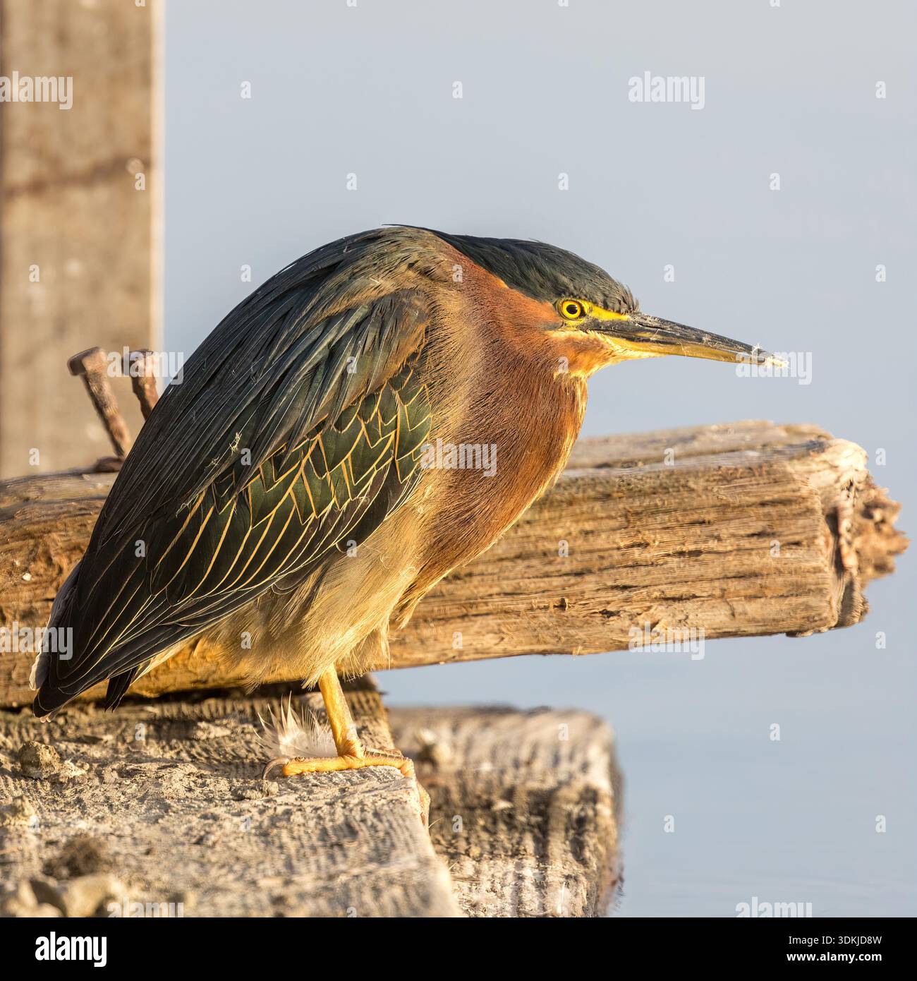 Green Heron - adulti, pesca al lago Shoreline, Santa Clara County, California. Foto Stock