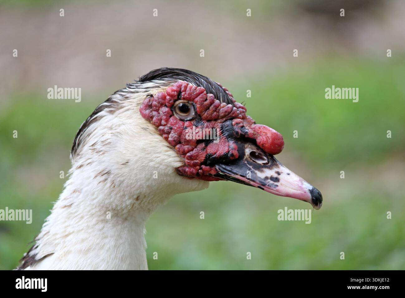 Primo piano del volto di un uccello Muscovy Duck Foto Stock