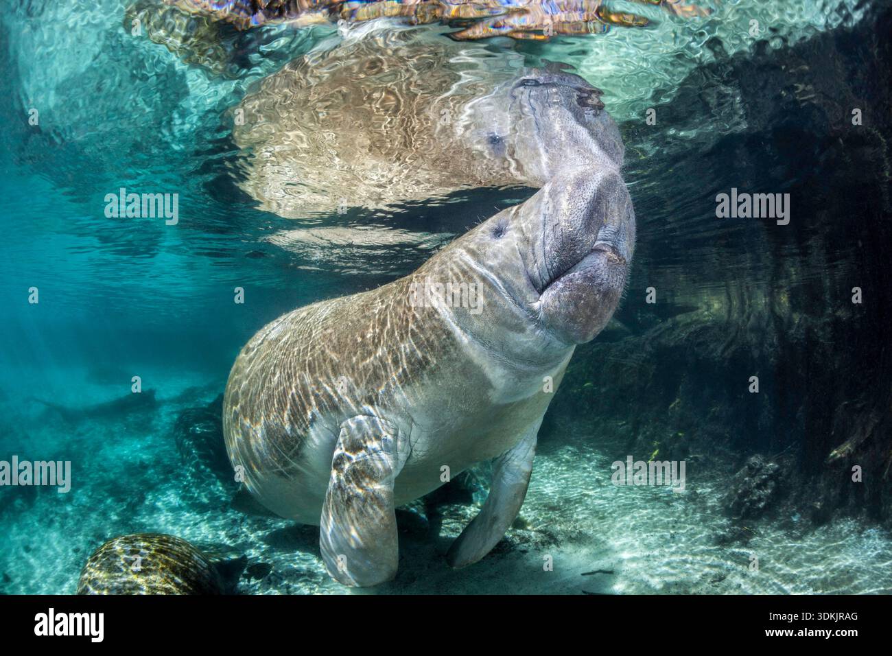 Questa fotografia subacquea mostra un lamantino della Florida in pericolo (Trichechus manatus latirostris), una sottospecie del lamantino delle Indie occidentali, nella prist Foto Stock