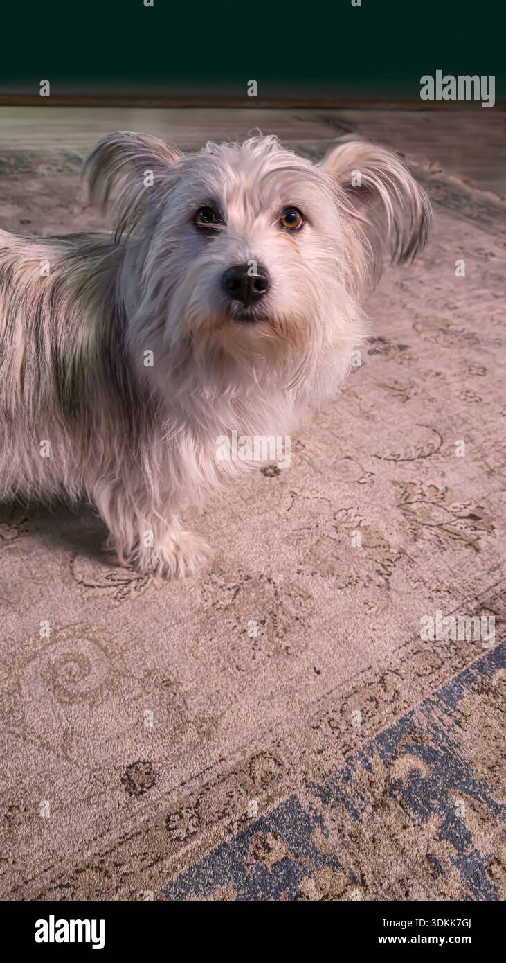 Un cane, un animale domestico, si siede su un tappeto morbido e aspetta il cibo. Cura degli animali domestici. Nessuna razza. Foto Stock