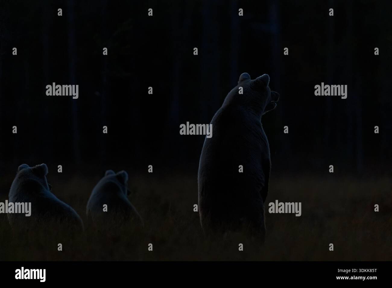 Un orso bruno (Ursus arctos) si erge con cuccioli in profonde ombre prate durante il tardo crepuscolo. Foto Stock