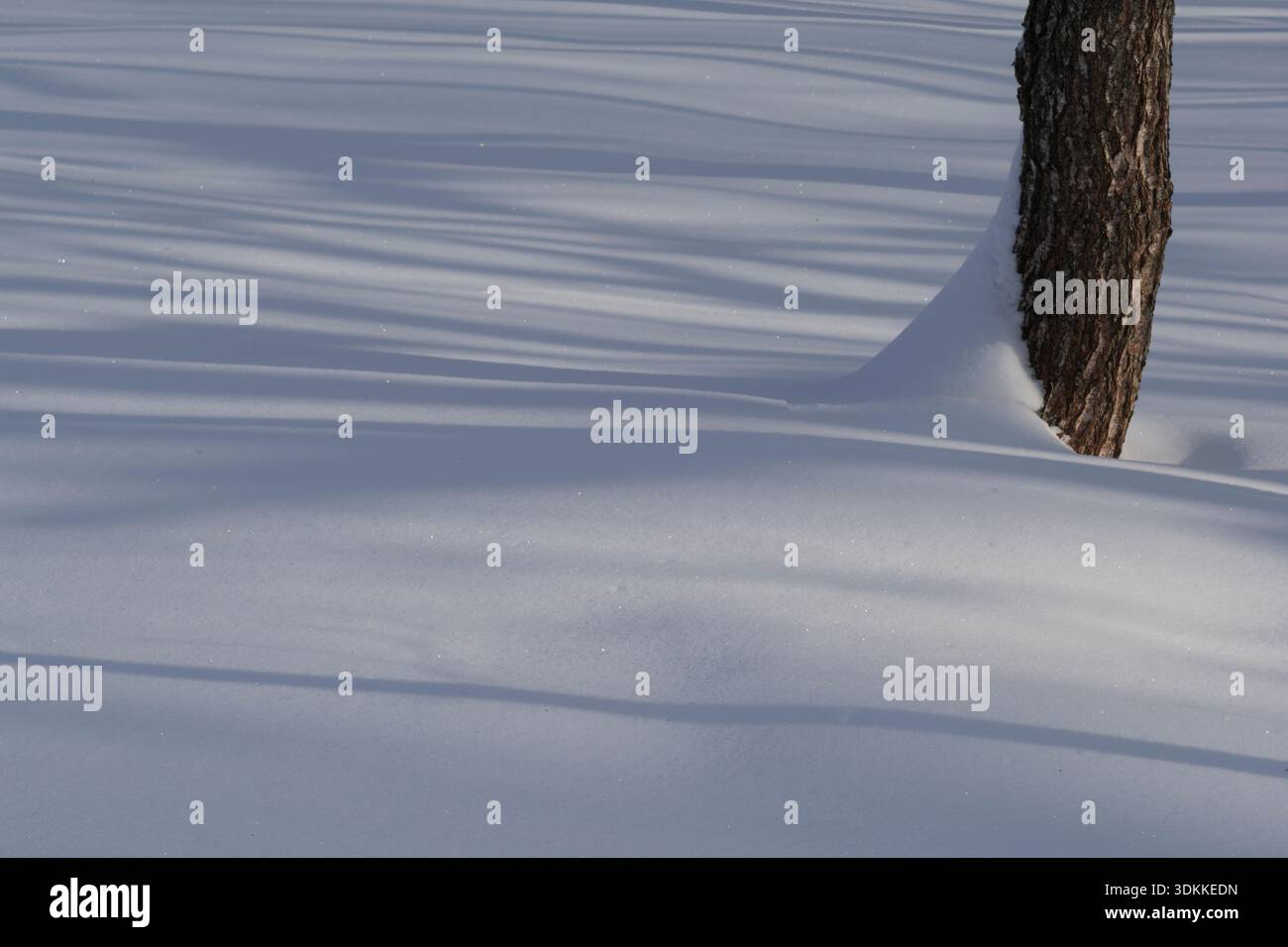 Foresta invernale ricoperta di neve fresca. Lunghe ombre sulla neve. Foto Stock