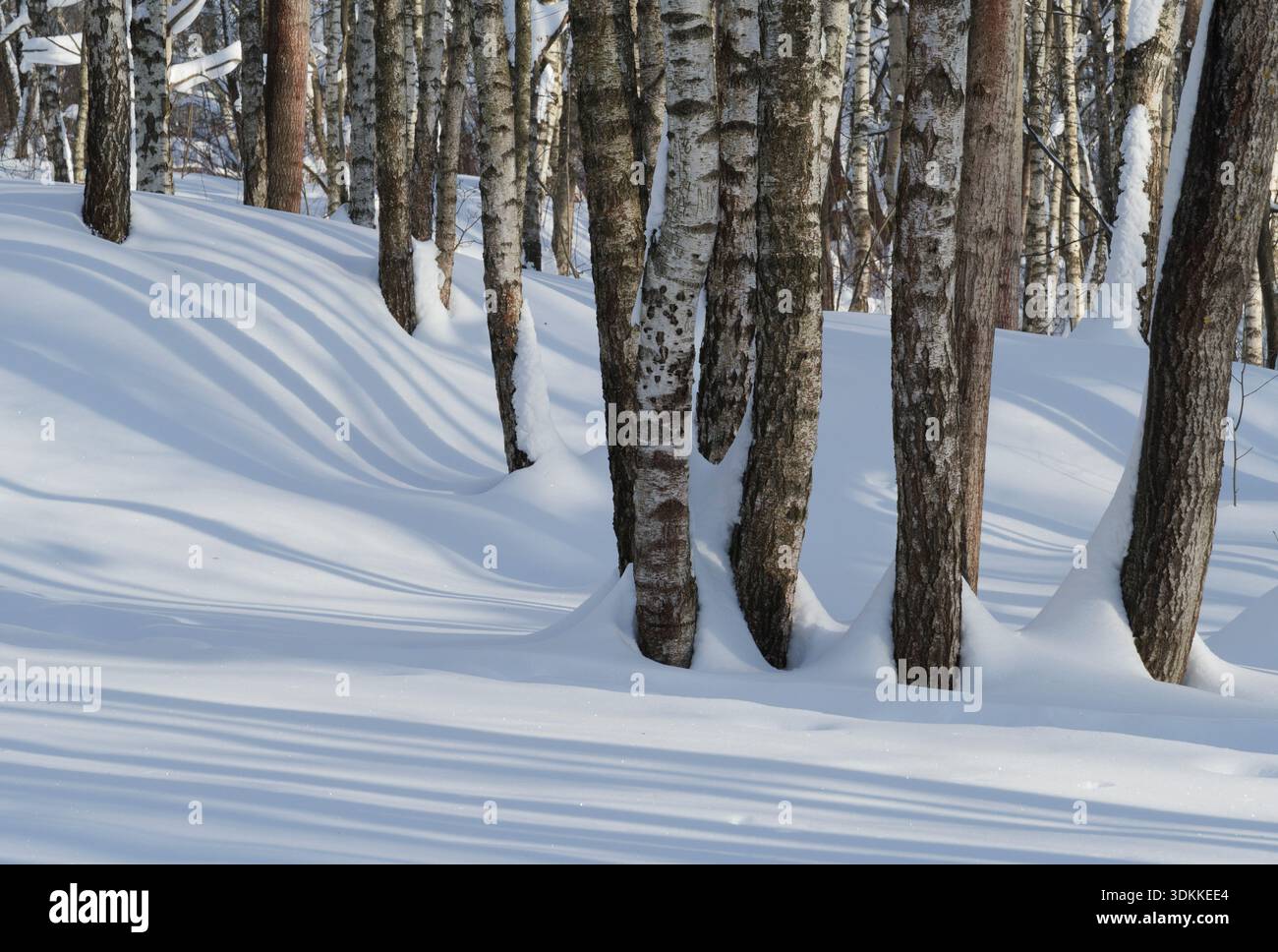 Foresta invernale ricoperta di neve fresca. Lunghe ombre sulla neve. Foto Stock