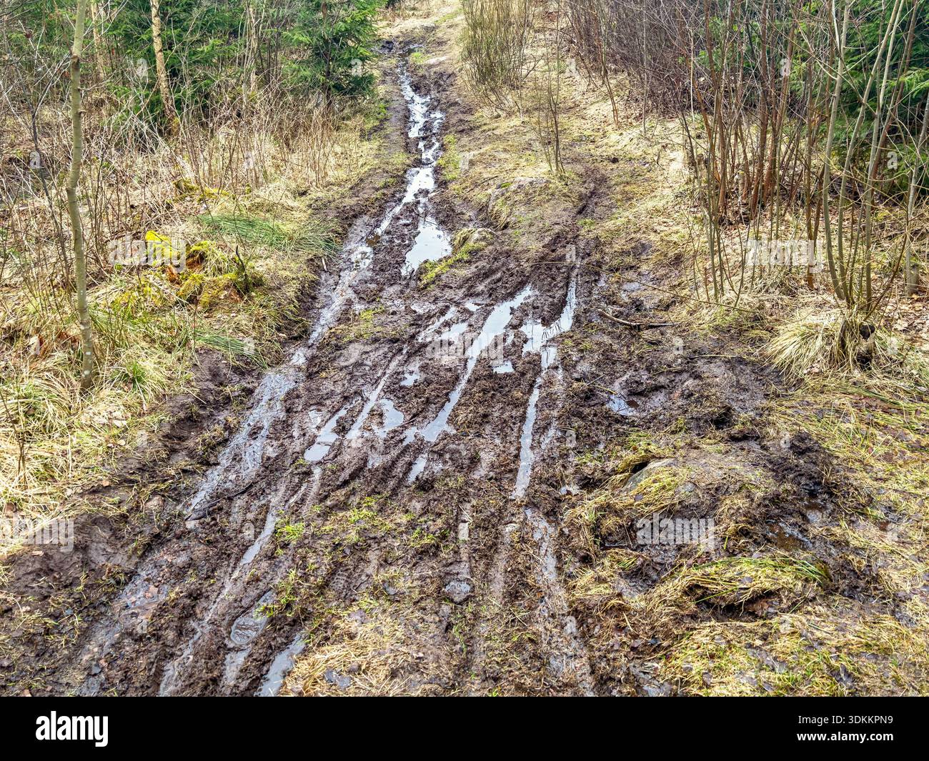 Pista ciclabile nel fango su un sentiero nella foresta Foto Stock