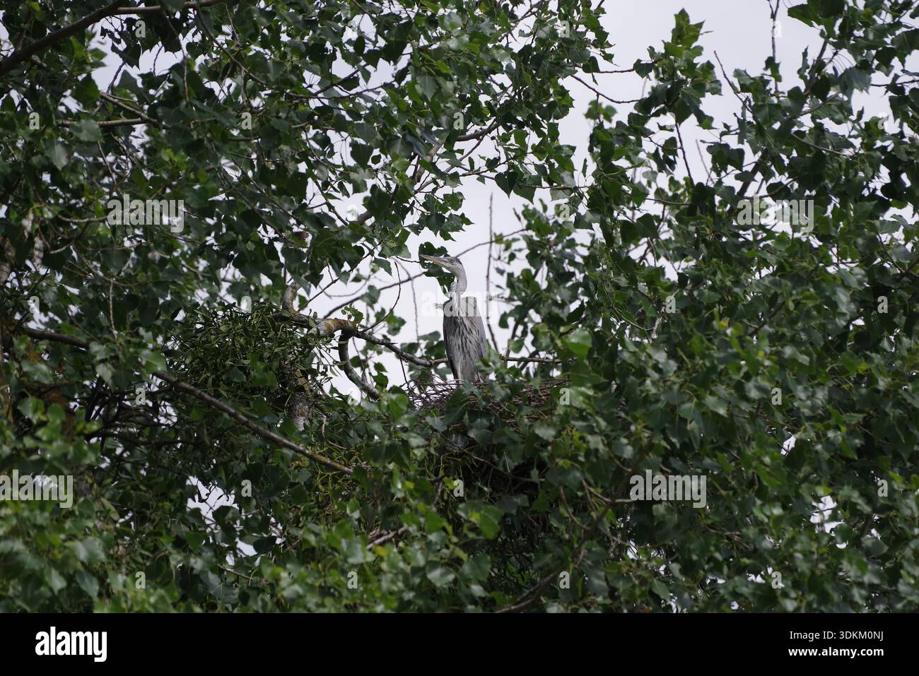 airone uccello nel nido sull'albero Foto Stock