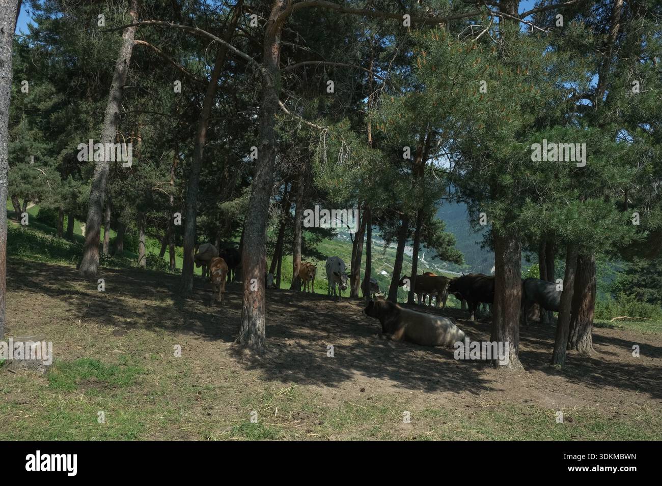 Le mucche si rilassano e pascolano sotto alti pini su una collina rurale della Georgia, a mezzogiorno. La luce solare soffusa filtra attraverso, le pendici della valle e delle montagne appaiono b Foto Stock