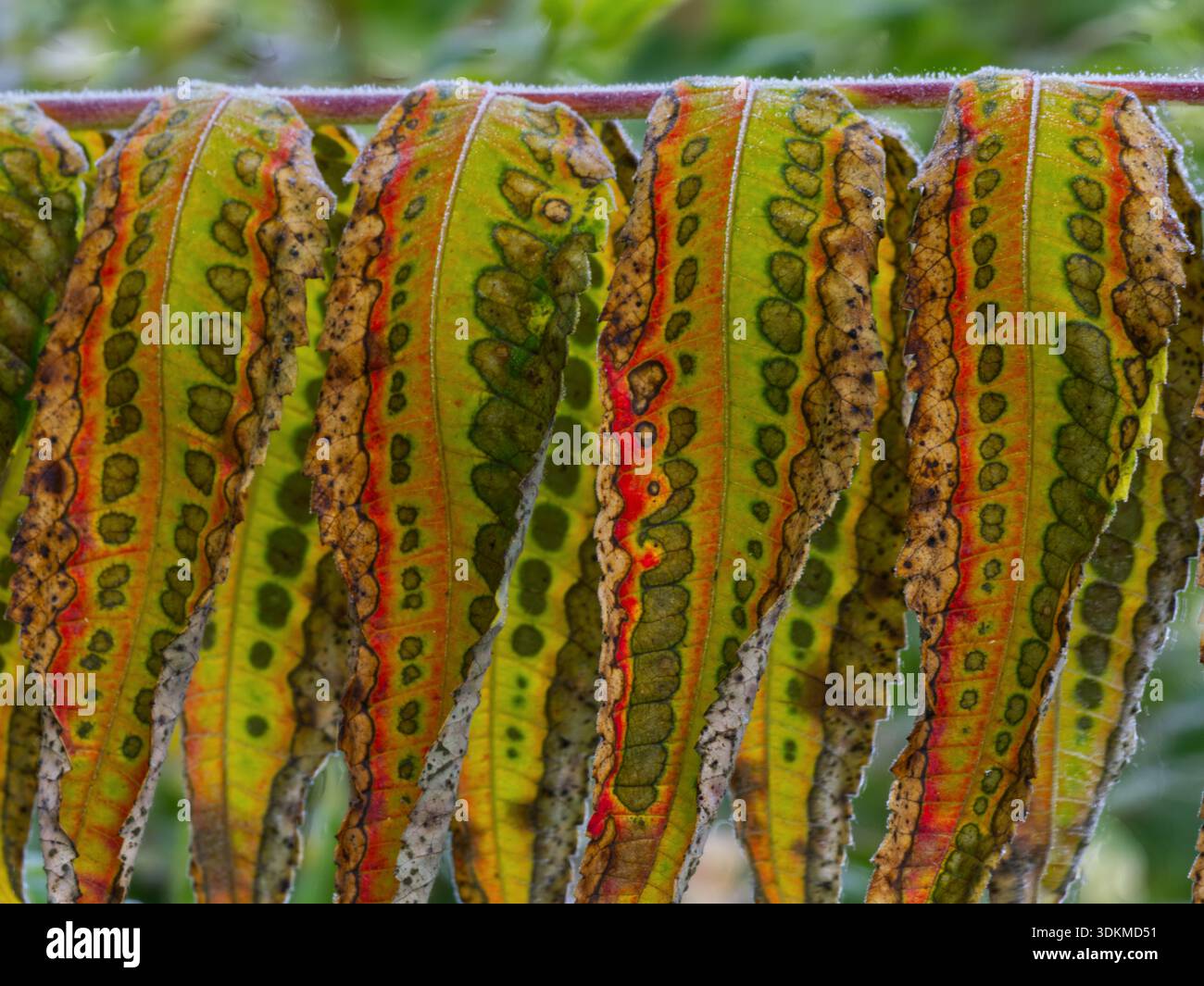 L'immagine mostra le foglie della coda di gatto sumac (Rhus typhina) in colore autunnale. Foto Stock