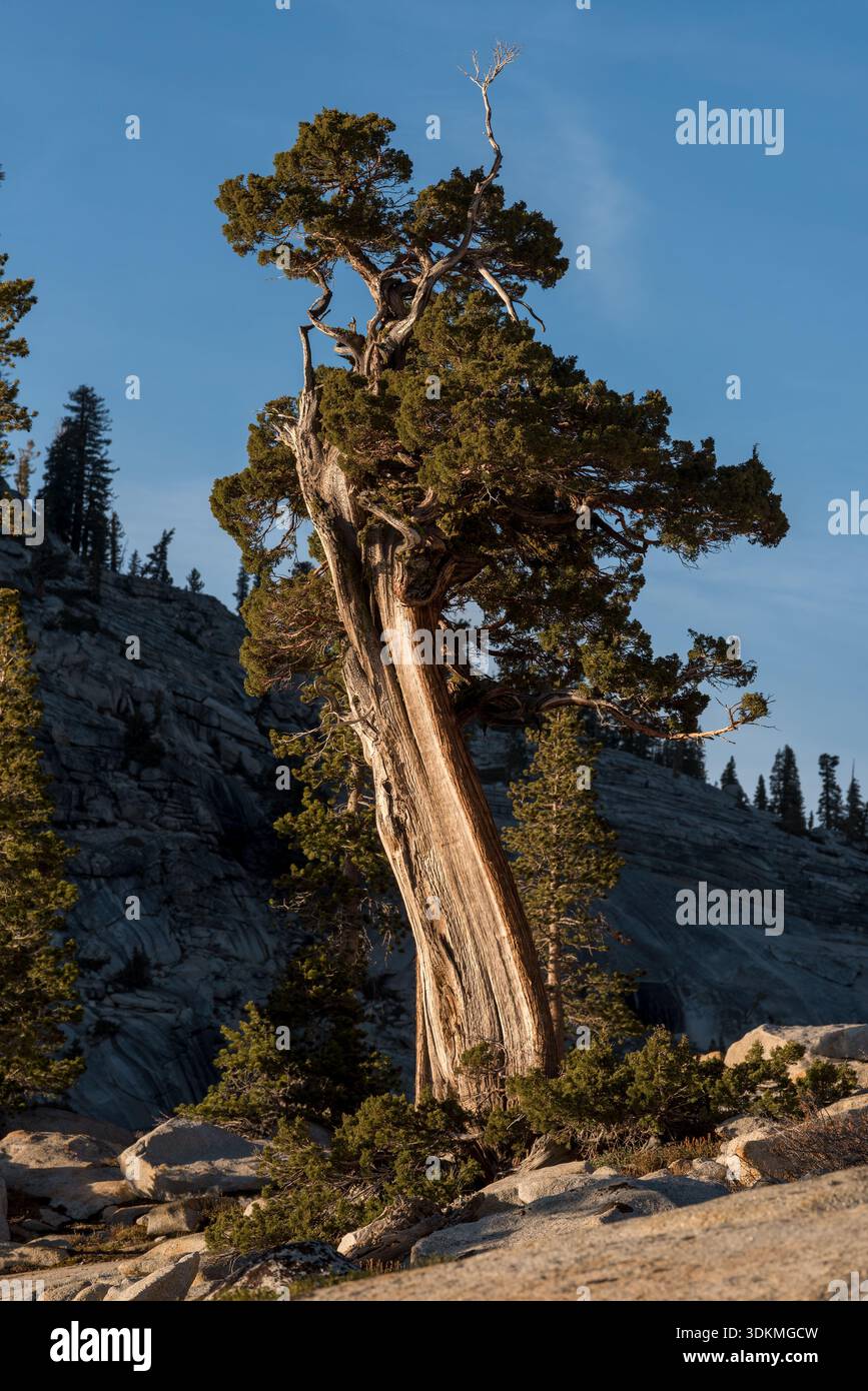 Sierra Juniper a Olmstead Point, Yosemite National Park, California, Stati Uniti. Foto Stock