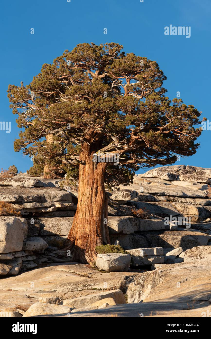 Sierra Juniper a Olmstead Point, Yosemite National Park, California, Stati Uniti. Foto Stock