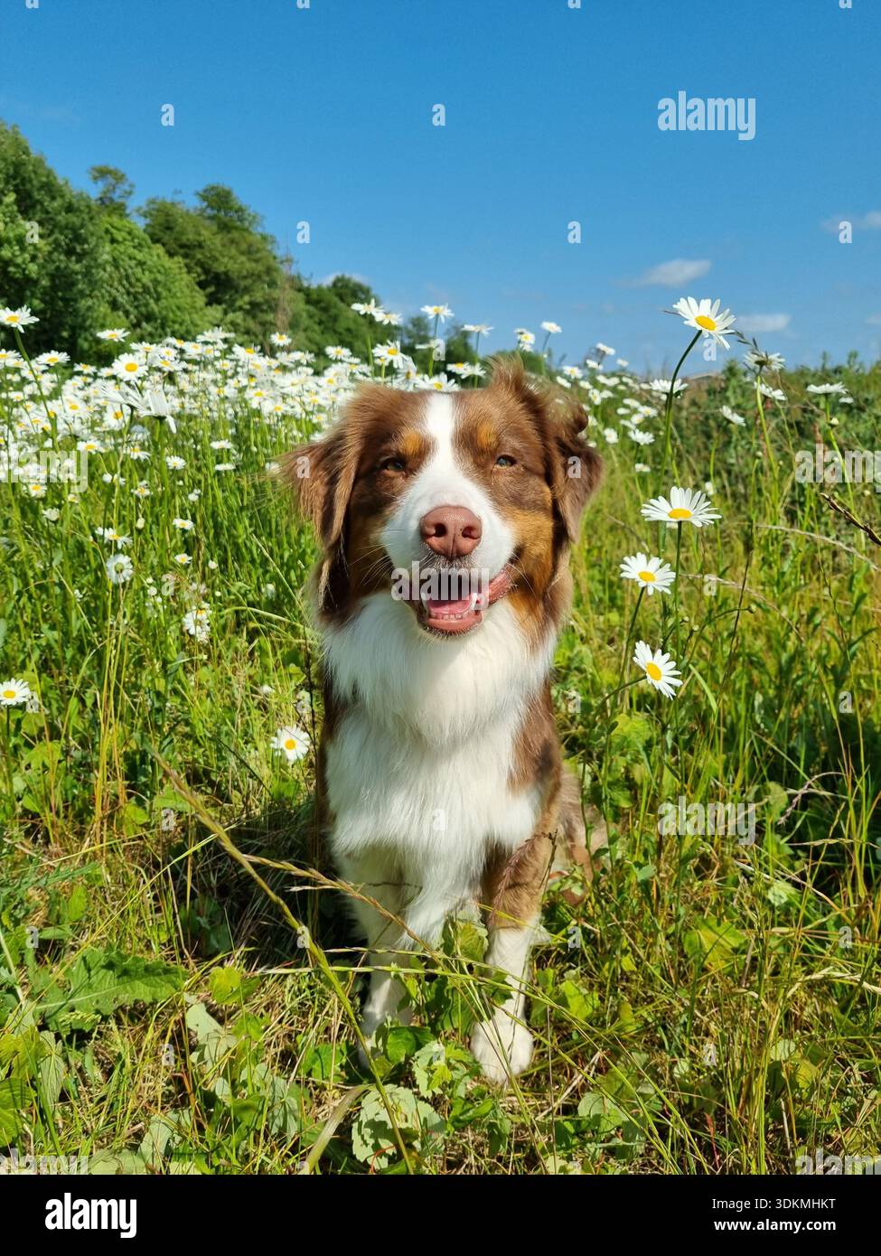 Cane da pastore australiano seduto tra i fiori - Immagine stock catturata con smartphone