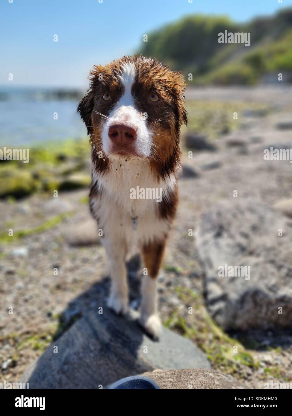Wet Australian Shepherd Dog in piedi sulla spiaggia - Immagine stock catturata con smartphone