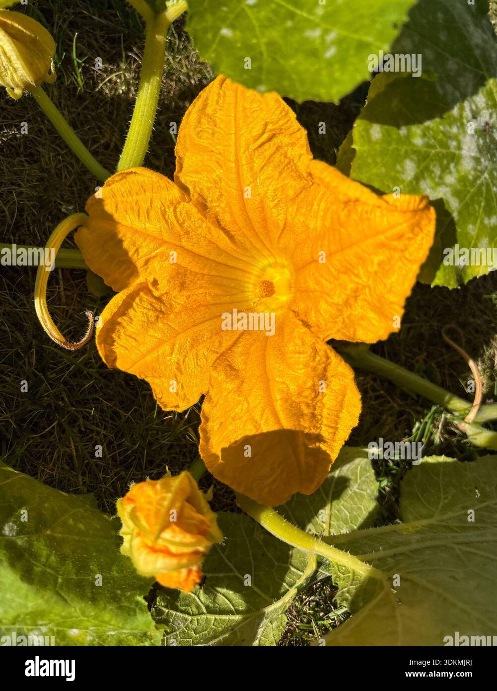 Fiori di zucca Foto Stock