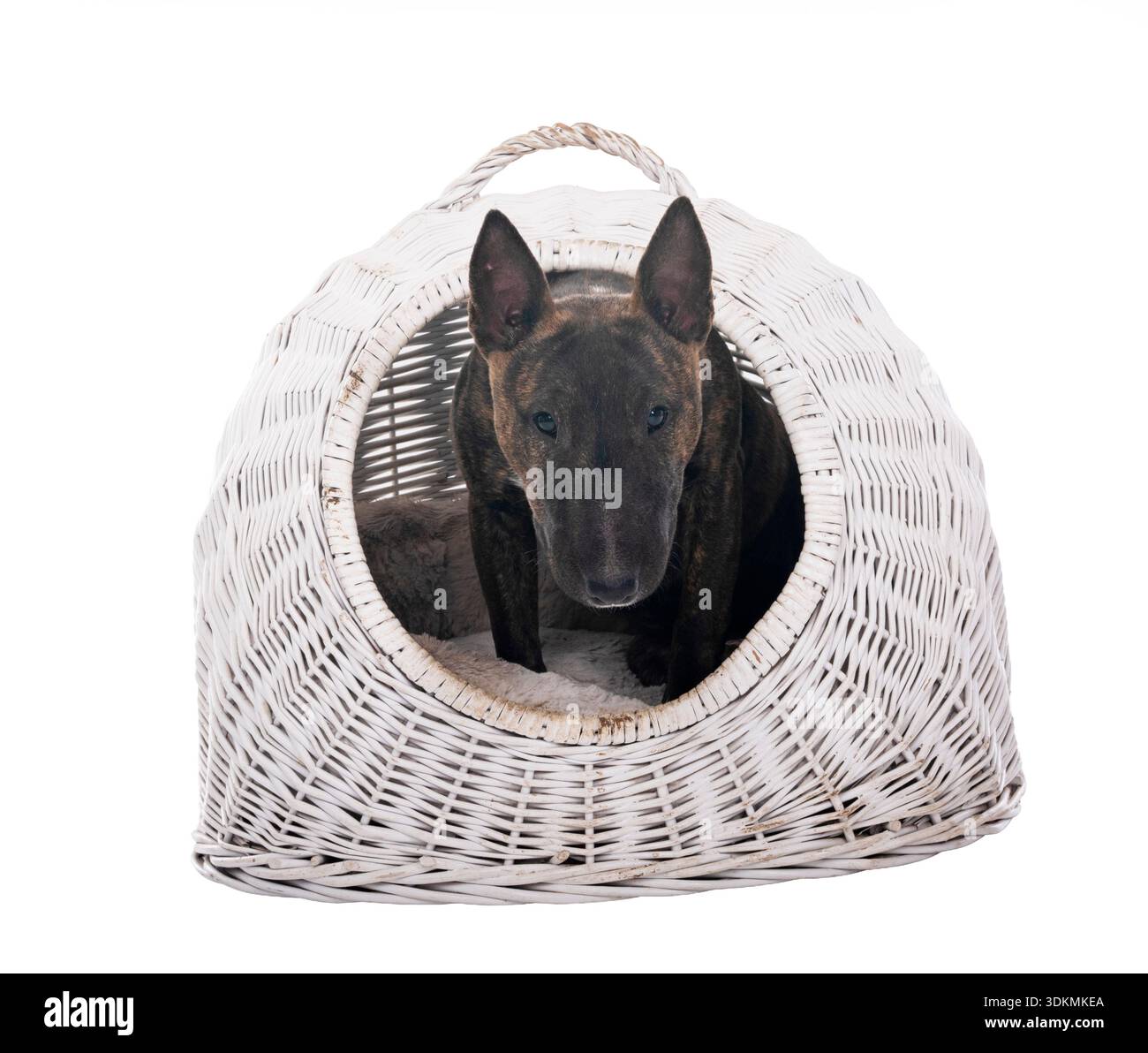 Miniatura bull terrier di fronte a uno sfondo bianco Foto Stock