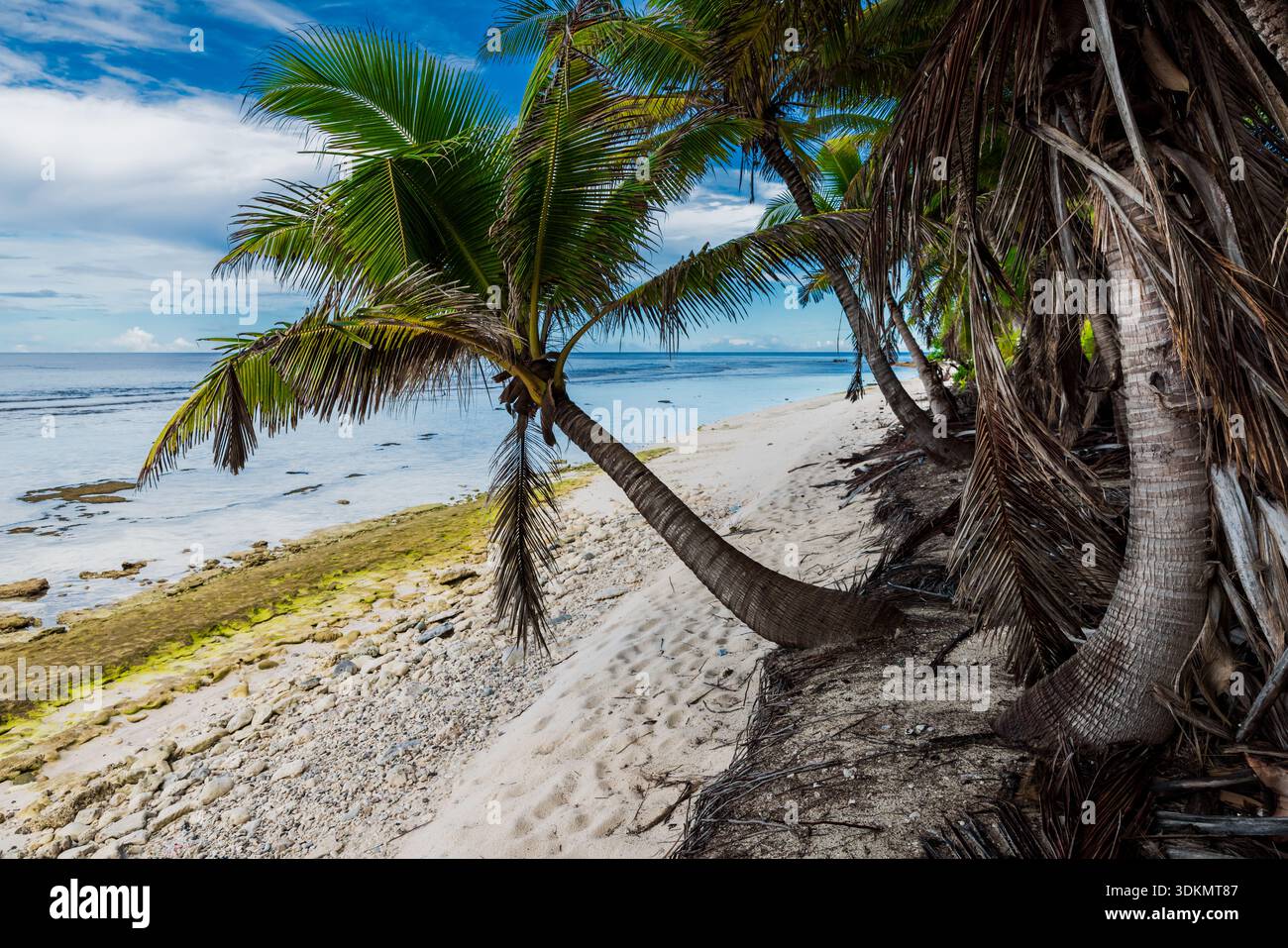 Spiaggia tropicale con palme da cocco pendenti Foto Stock