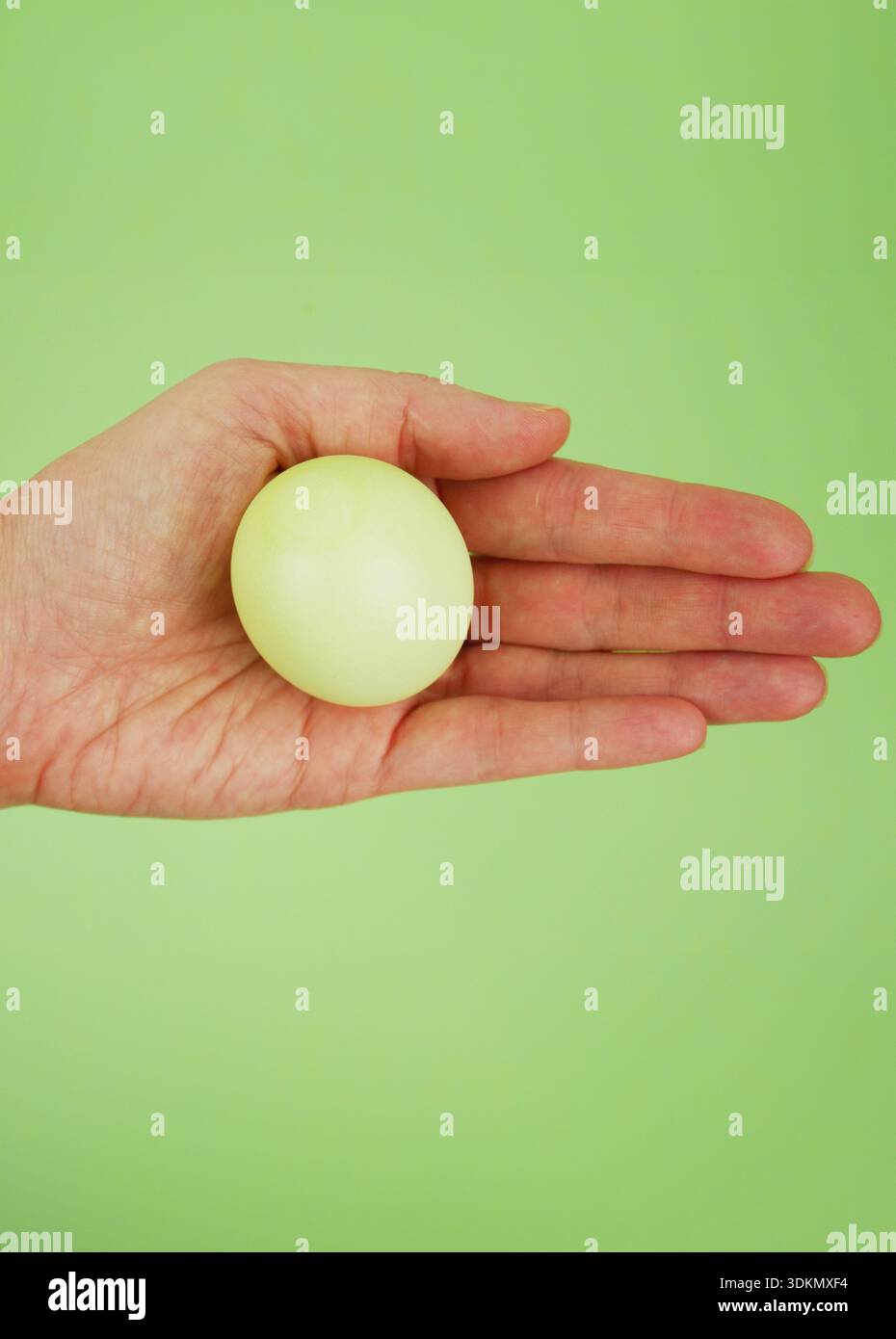 Una mano viene posizionata sul palmo, tenendo un uovo giallo chiaro e liscio su uno sfondo verde brillante, sottolineando la forma rotonda e la sottile lucentezza dell'uovo Foto Stock