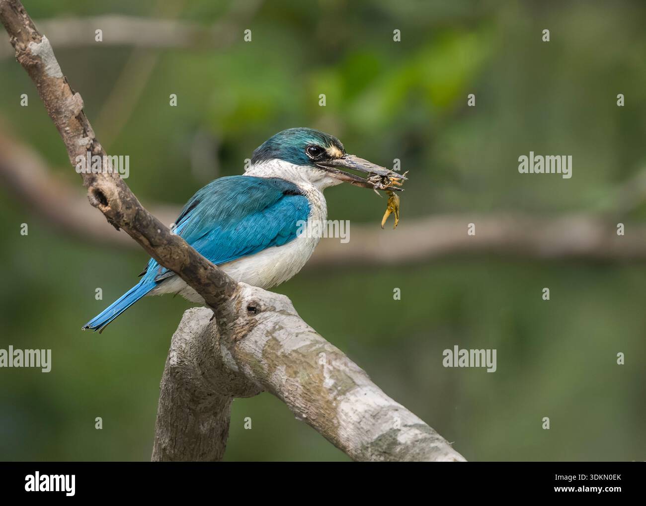 kingfisher con colletto viene catturato a metà volo mentre emerge dall'acqua, gocce che si disperdono in tutte le direzioni.kingfisher con colletto viene catturato a metà volo Foto Stock