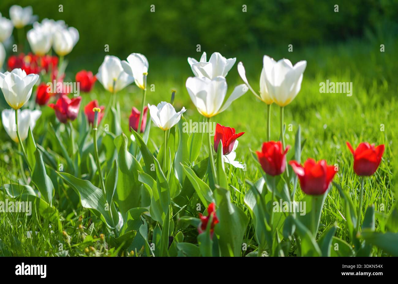 Tulipani rossi e bianchi che fioriscono nell'erba verde fresca in una giornata di primavera assolata. Contesto naturale stagionale, concetto di crescita e rinnovamento. Foto Stock