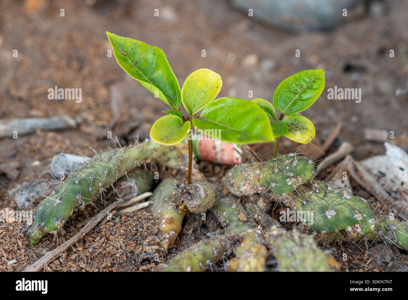 Piante verdi giovani che crescono da cactus staminano su terreno secco, rigenerazione naturale, crescita botanica e concetto di vegetazione esterna. Foto Stock