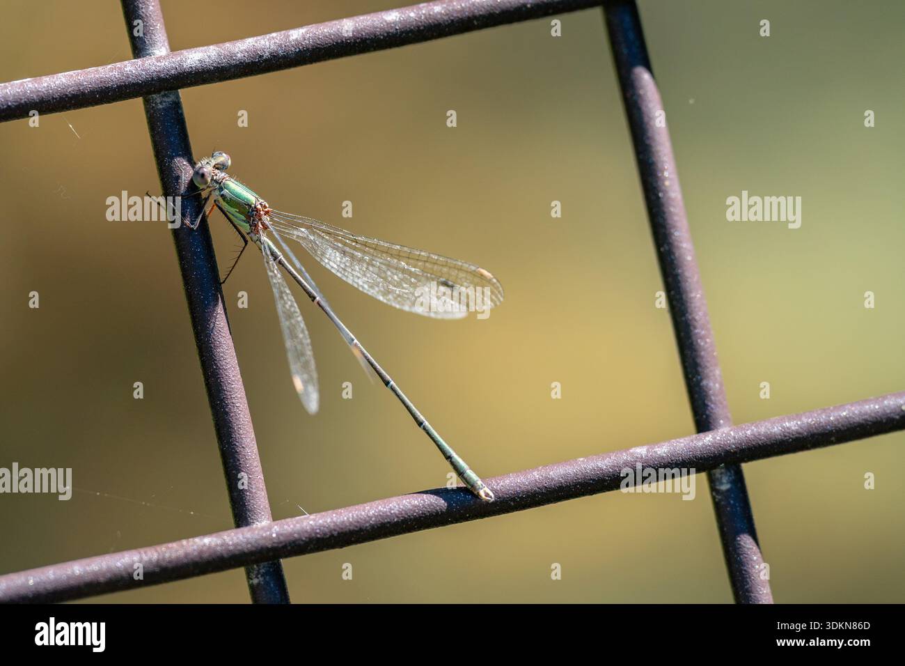 un'immagine macro in primo piano di un insetto libellula che riposa al sole su una recinzione Foto Stock