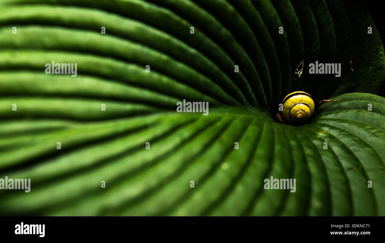 Primo piano macro di una lumaca boschetto (Cepaea nemoralis) con un guscio a spirale giallo e marrone appoggiato su una foglia verde vivace di Hosta Foto Stock