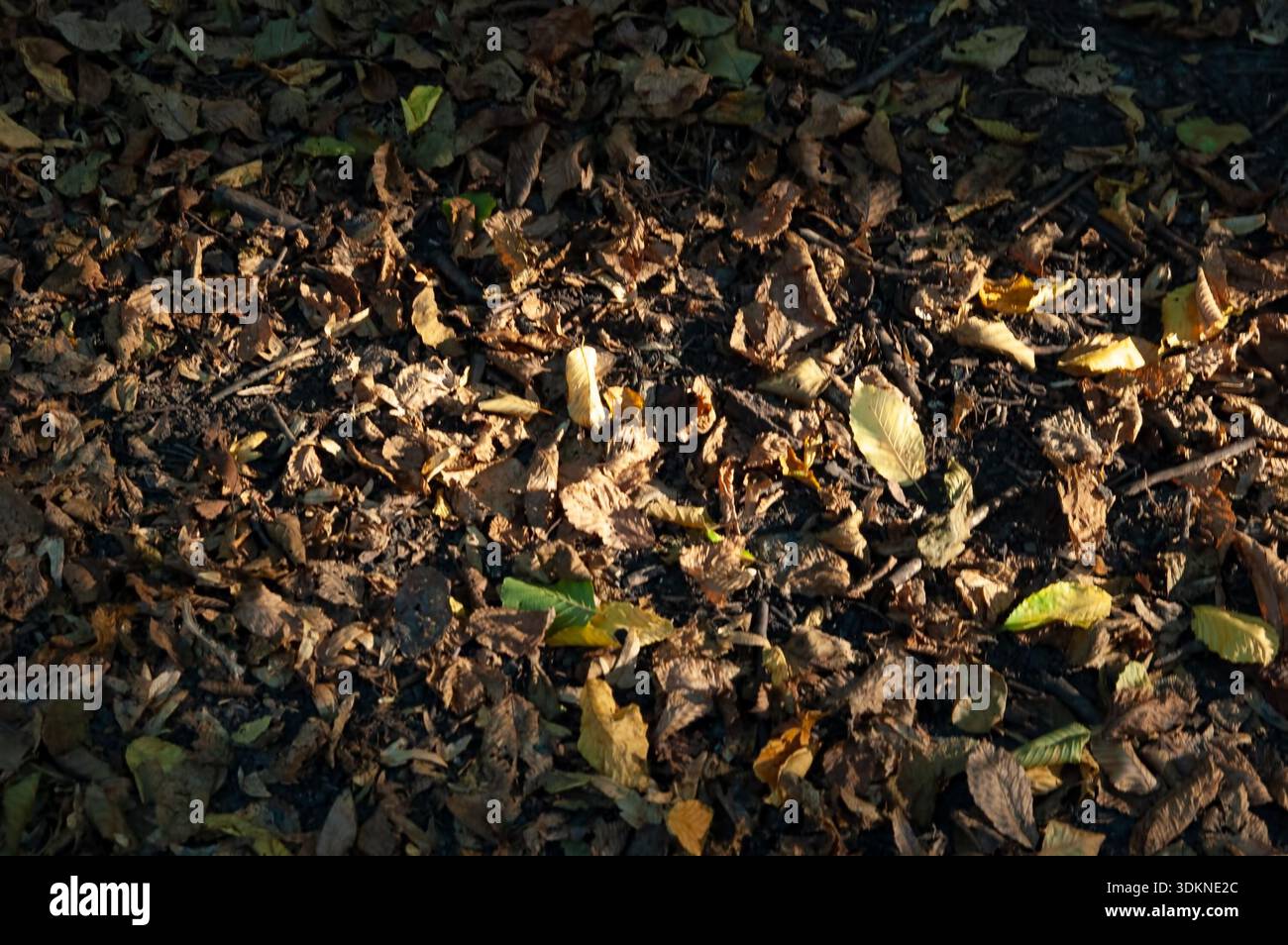 Vecchie foglie autunnali marroni stese a terra, illuminate dalla calda luce del sole. Pavimento forestale stagionale con luce naturale e ombre tenui. Foto Stock