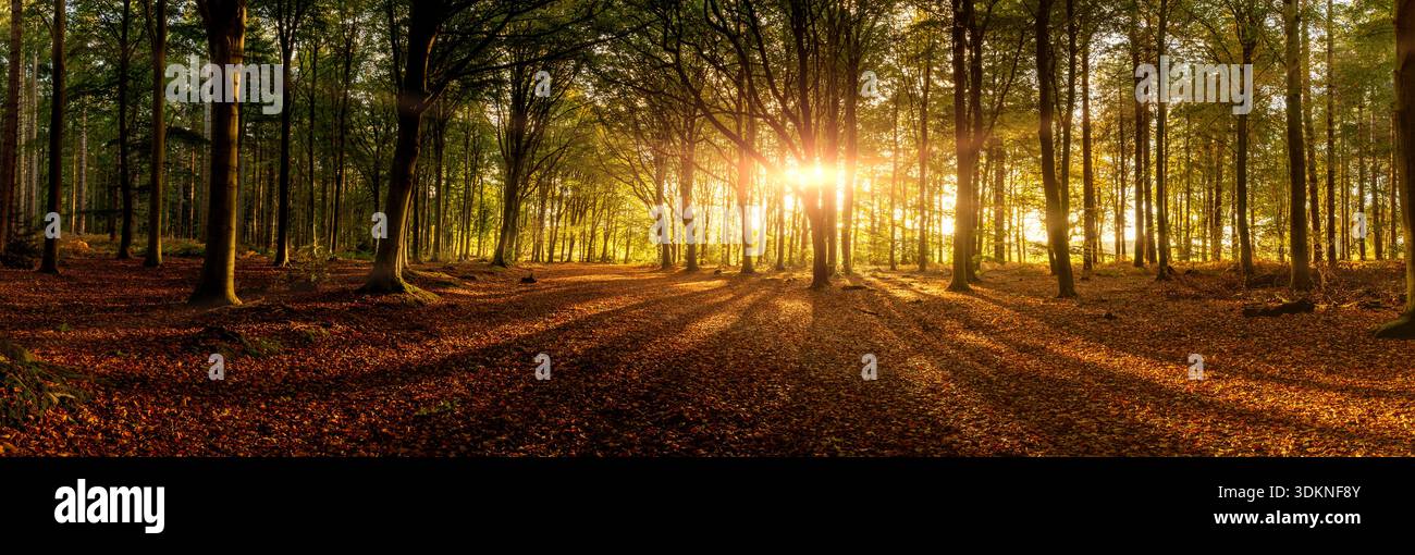 Alba panoramica attraverso alberi boschivi con travi dorate e foglie autunnali sul fondo della foresta. Paesaggio naturale della foresta all'alba nel Norfolk, Inghilterra Foto Stock