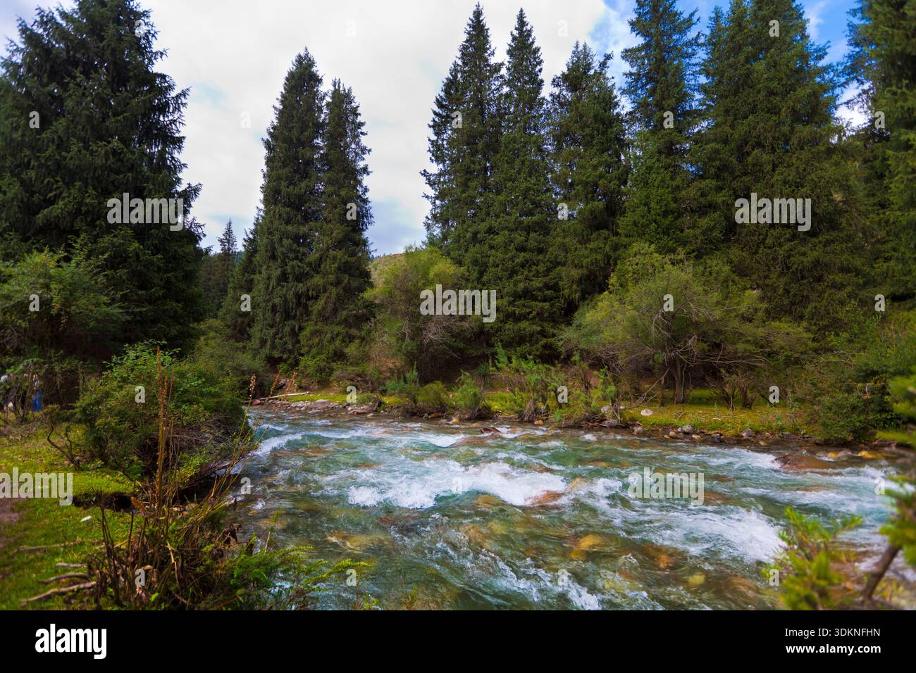 Fiume in una foresta di montagna in estate in Kirghizistan, distretto di Issyk-Kul, Grigorievskoye Gorge Foto Stock