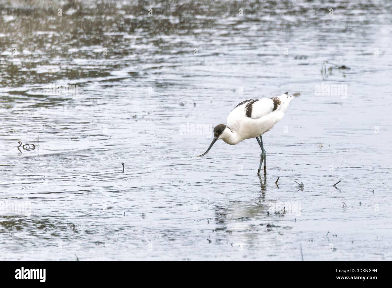 Primo piano di un Avocet in cerca di cibo nelle distese fangose di Poole, Dorset, Regno Unito Foto Stock