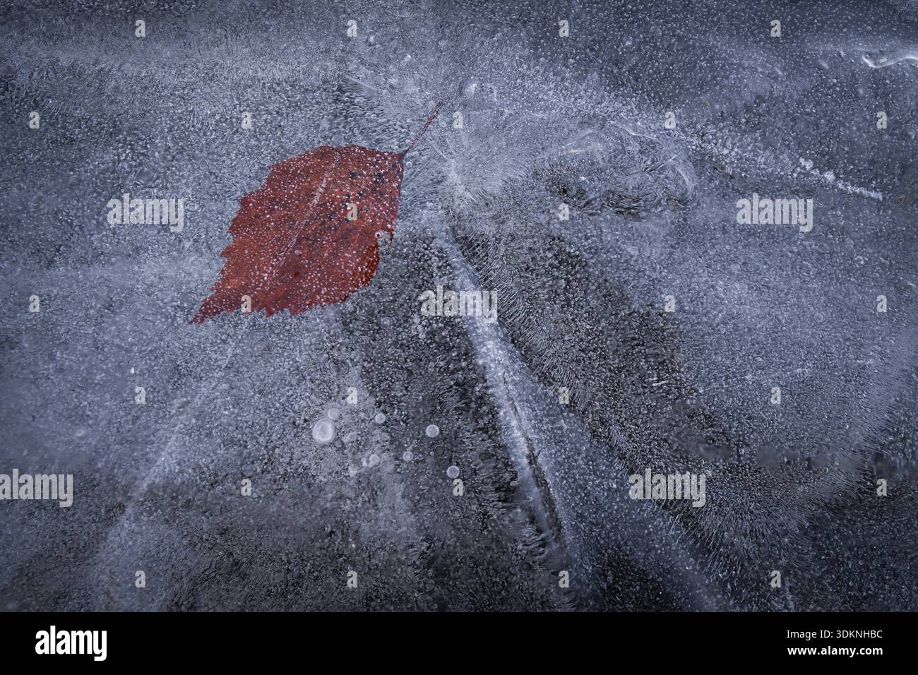 Foglia rossastra nello strato di ghiaccio di un lago ghiacciato, inverno, Finlandia Foto Stock
