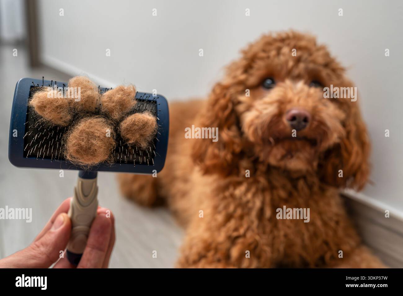 Primo piano di una spazzola per la cura del corpo di un animale domestico tenuta da una mano, con grumi di pelliccia marrone chiaro disposti a forma di zampa. Sullo sfondo, un soffice br Foto Stock