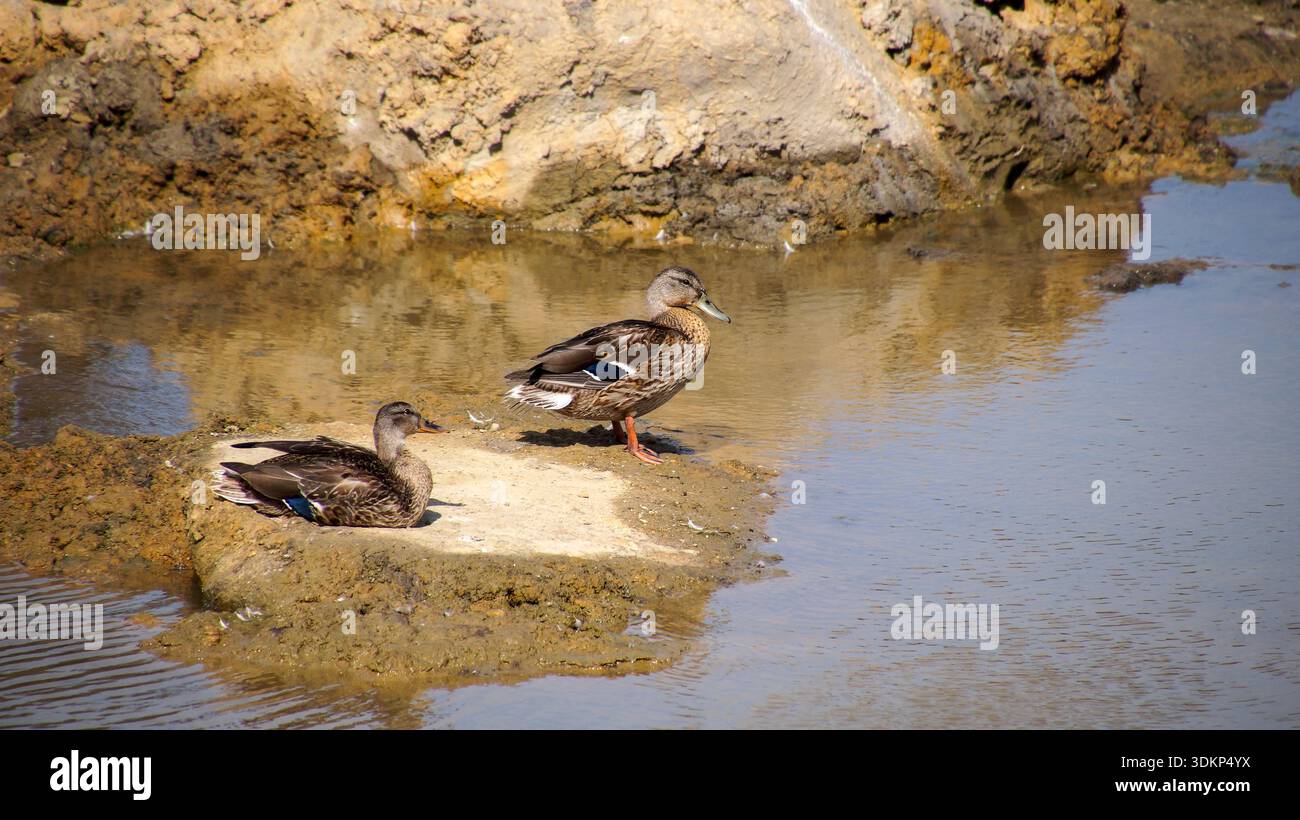 Due Mallard (Anas platyrhynchos) si stendono fianco a fianco su una roccia nell'acqua, mostrando il loro piumaggio distintivo in un ambiente naturale. Foto Stock