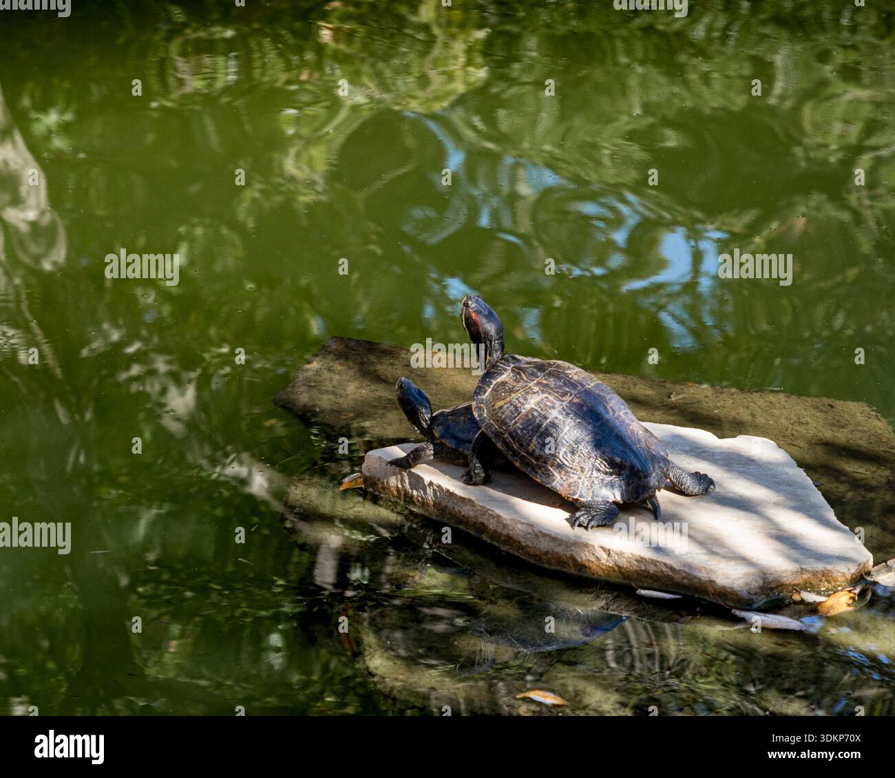Le tartarughe d'acqua dolce si crogiolano su un tronco in uno stagno verde in una giornata di sole, riflettendo alberi e cielo in acque calme Foto Stock