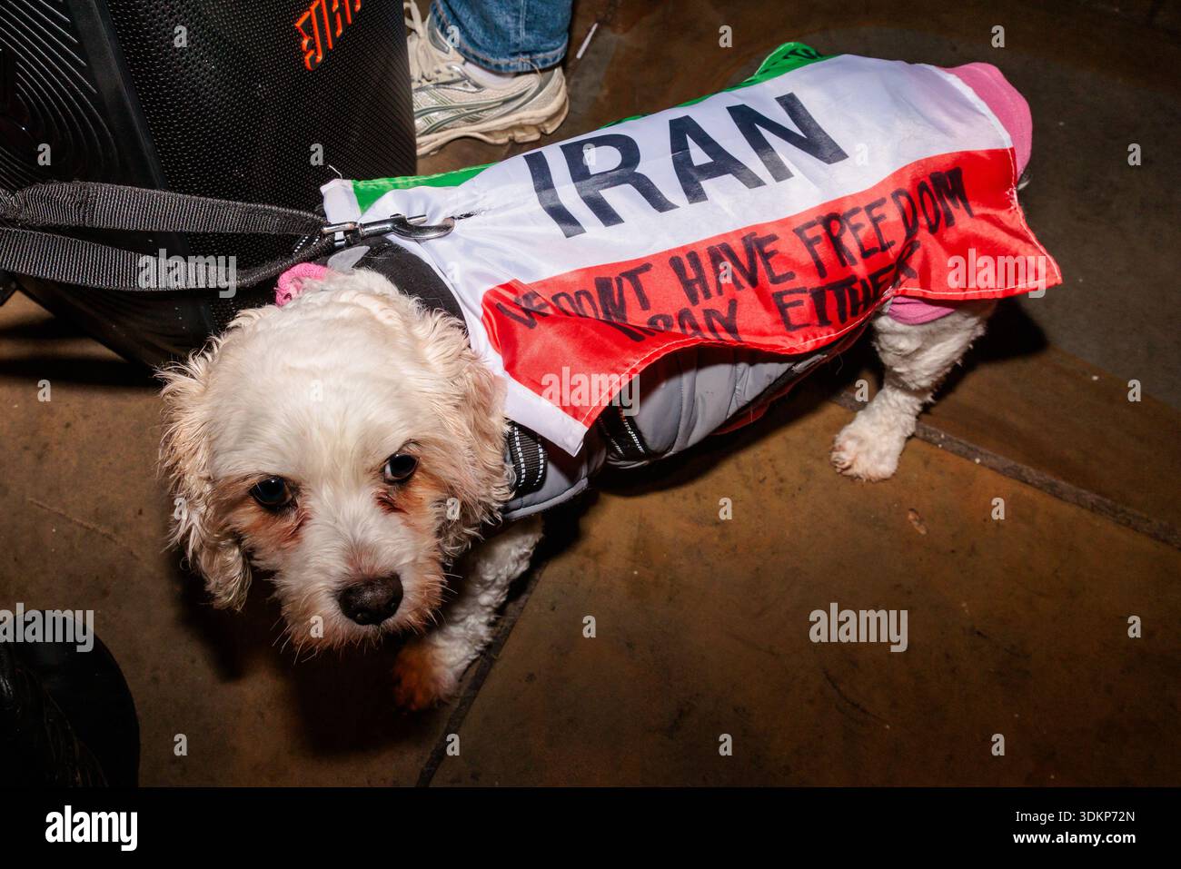 Cani alle proteste. "Pooches for Pawlavi" che si uniscono ai loro umani nella lotta per liberare l'Iran dalla Repubblica islamica. Crediti: Amanda Rose/Alamy Foto Stock