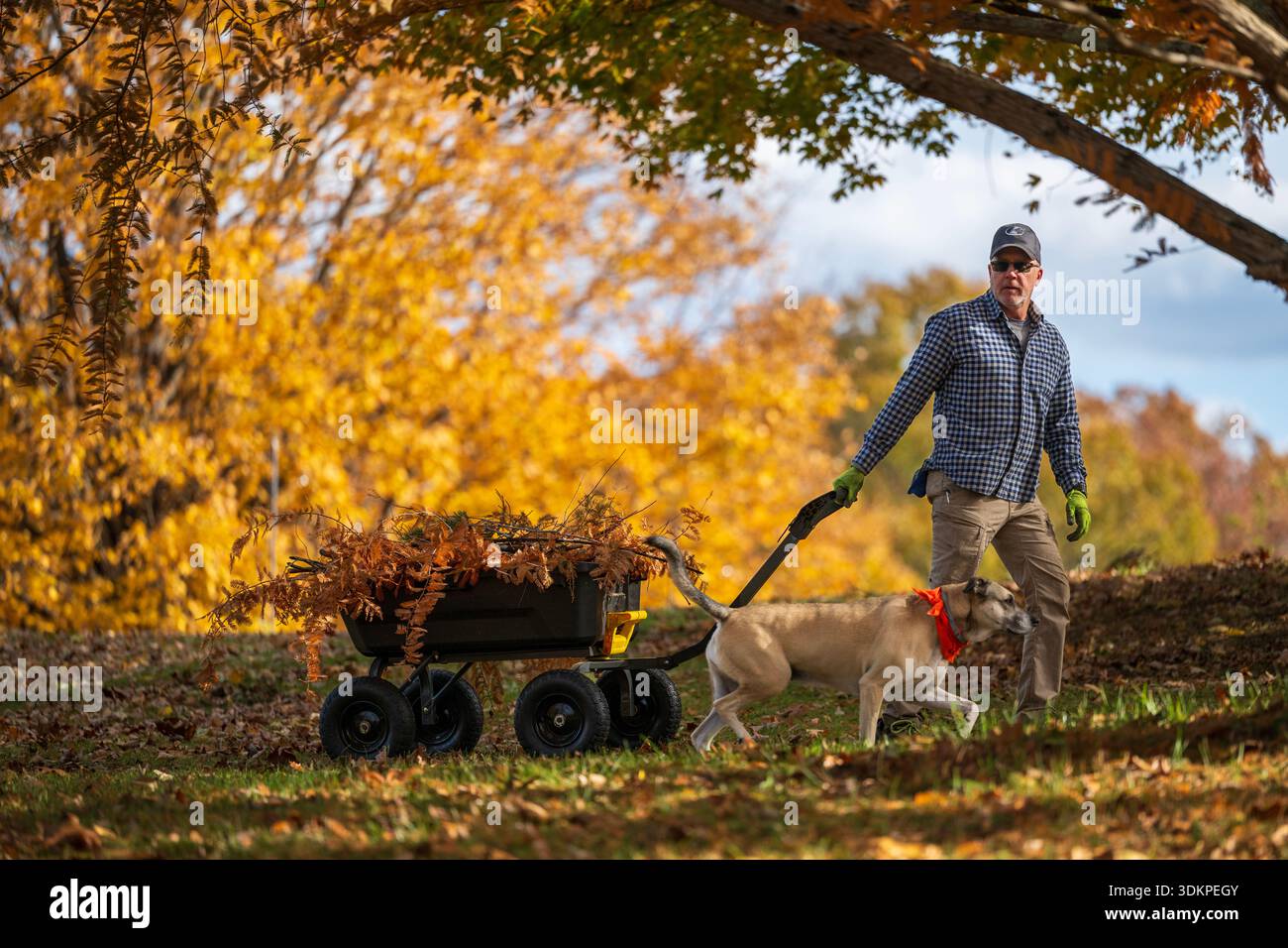 I lavori in giardino autunnali includono il prelievo di bastoncini per l'accensione. Foto Stock