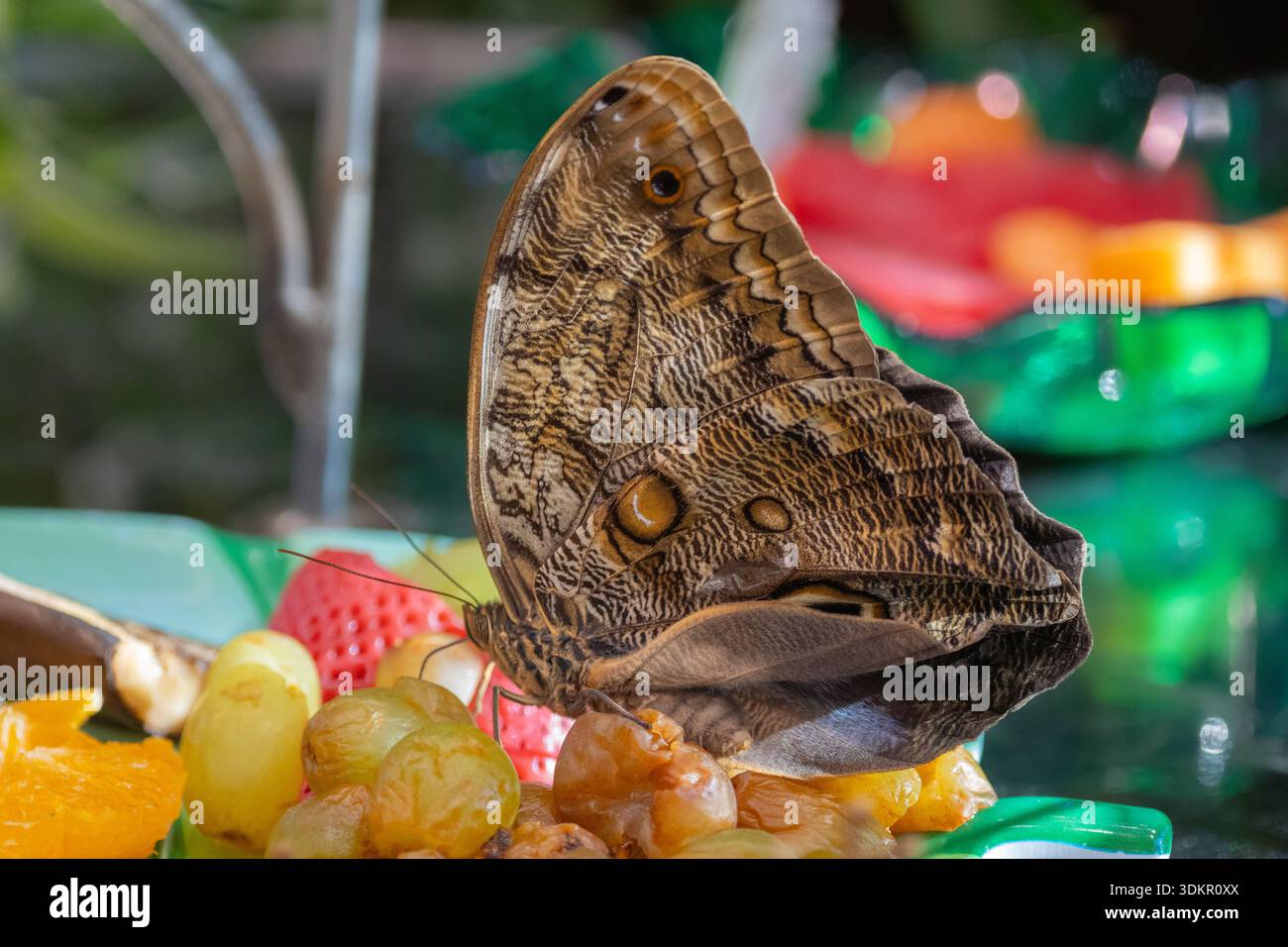 Primo piano della farfalla Morpho (Morpho peleides) che dà da mangiare alla ciotola di frutta al Butterfly Garden Foto Stock
