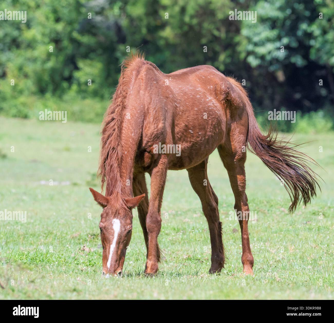 Pascolo di castagno/cavalli Sorrel nel parco nazionale del monte Elgon. Foto Stock