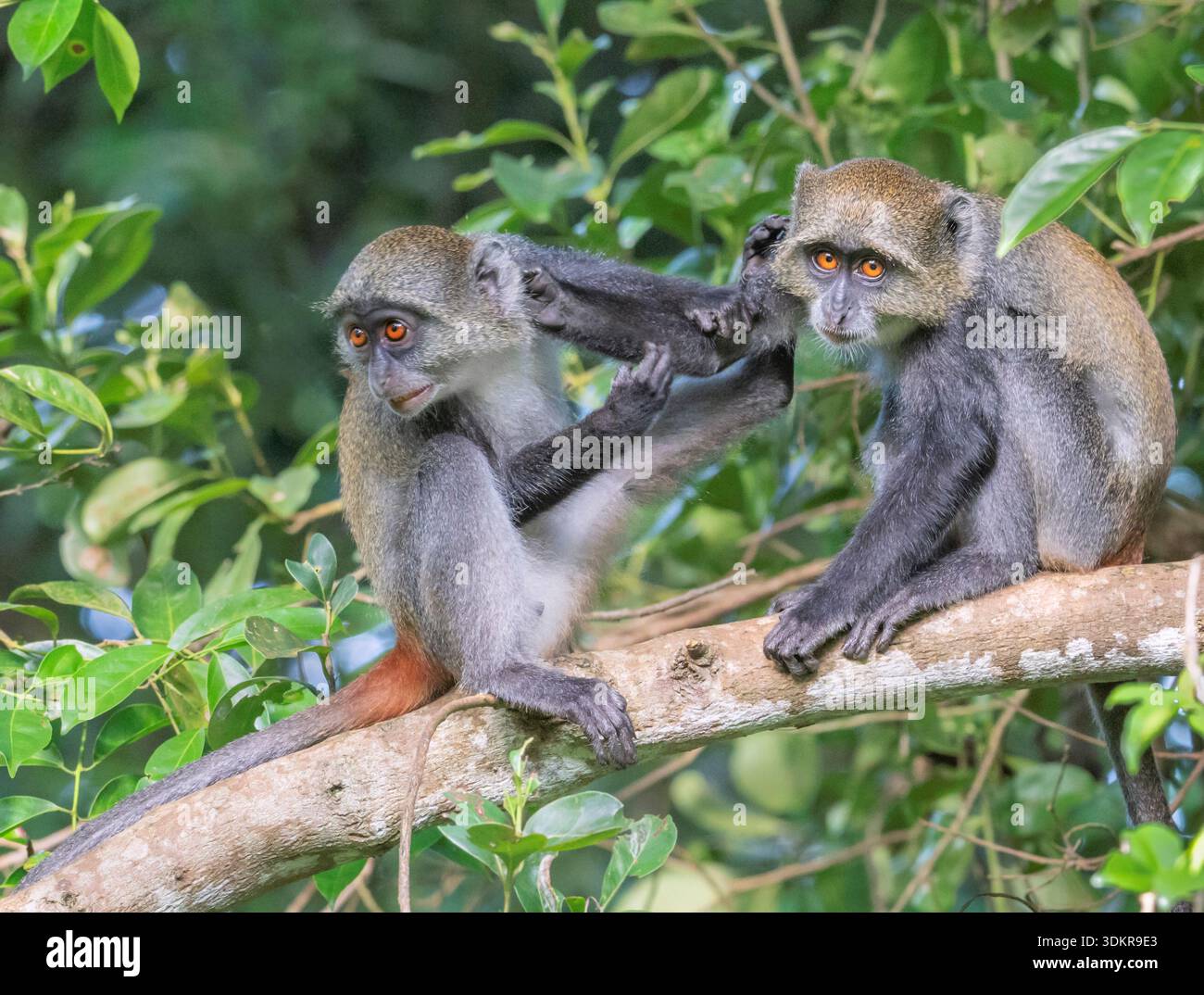 Giovani scimmie di Sykes che giocano a combattere (Cercopithecus albogularis) a Shimoni, Kenya Foto Stock