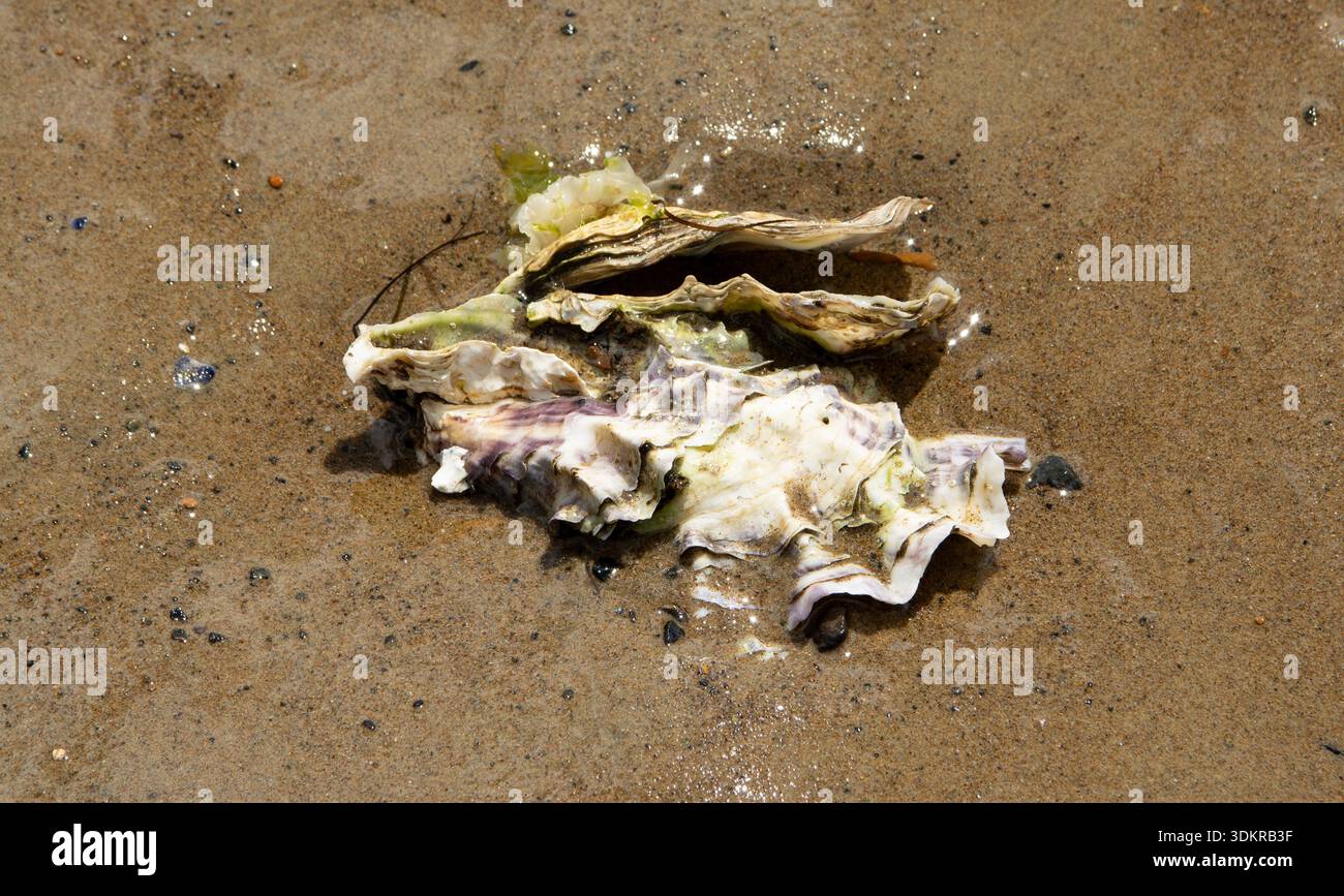 Ostriche selvatiche nella sabbia su una spiaggia in Tasmania, Australia Foto Stock