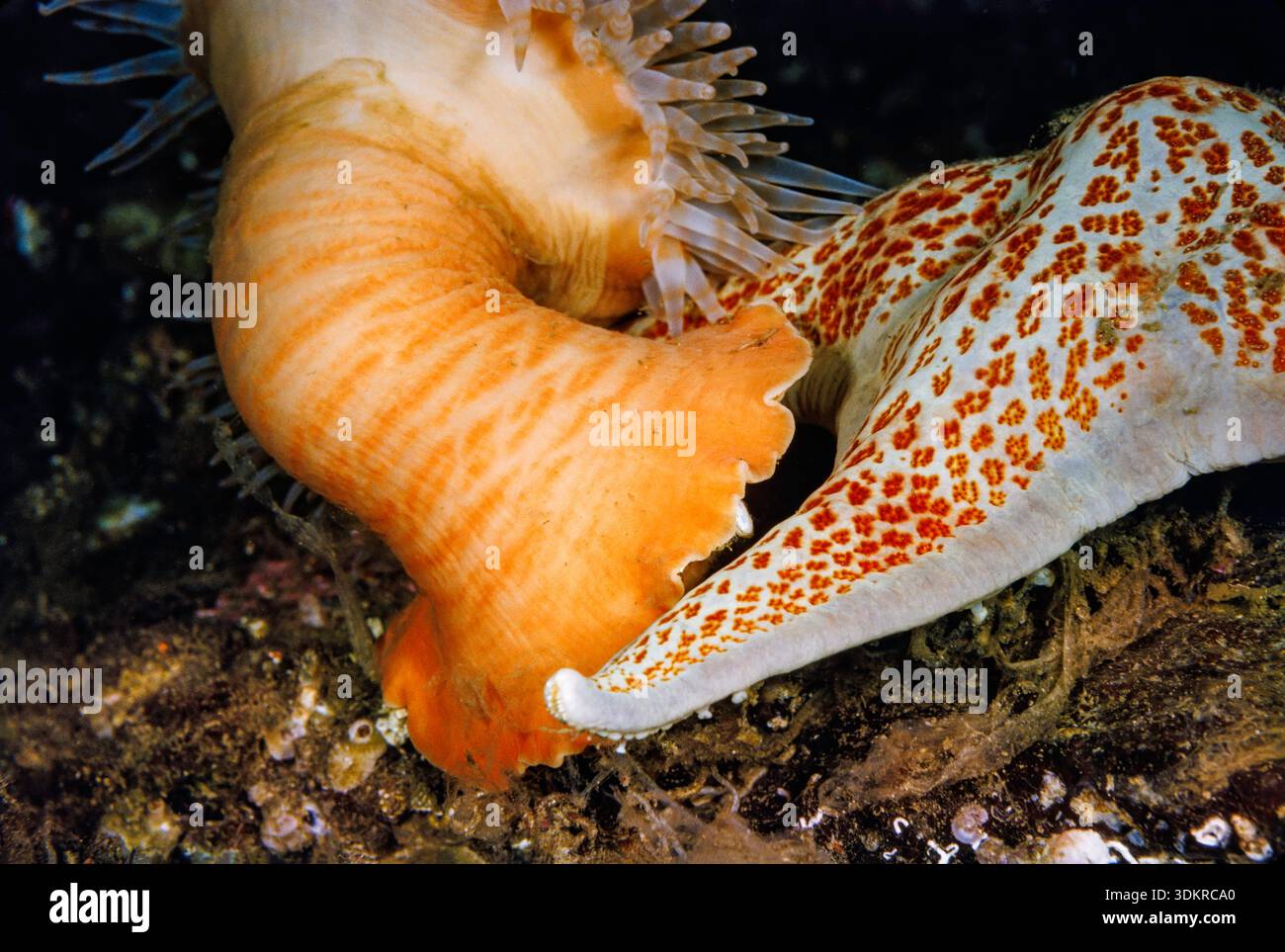 Un anemone nuotatore, Stomphia coccinea, si solleva dal fondale marino e si muove attraverso l'acqua come risposta difensiva a una vicina stella di pelle, Dermasteri Foto Stock