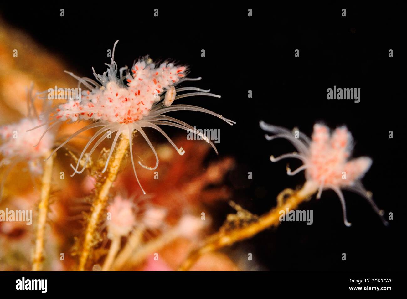 Un gigantesco idroide a bocca rosa, Tubularia indivisa, fotografato nelle fredde acque costiere della Columbia Britannica, Canada. Questo straordinario invertebrato marino Foto Stock