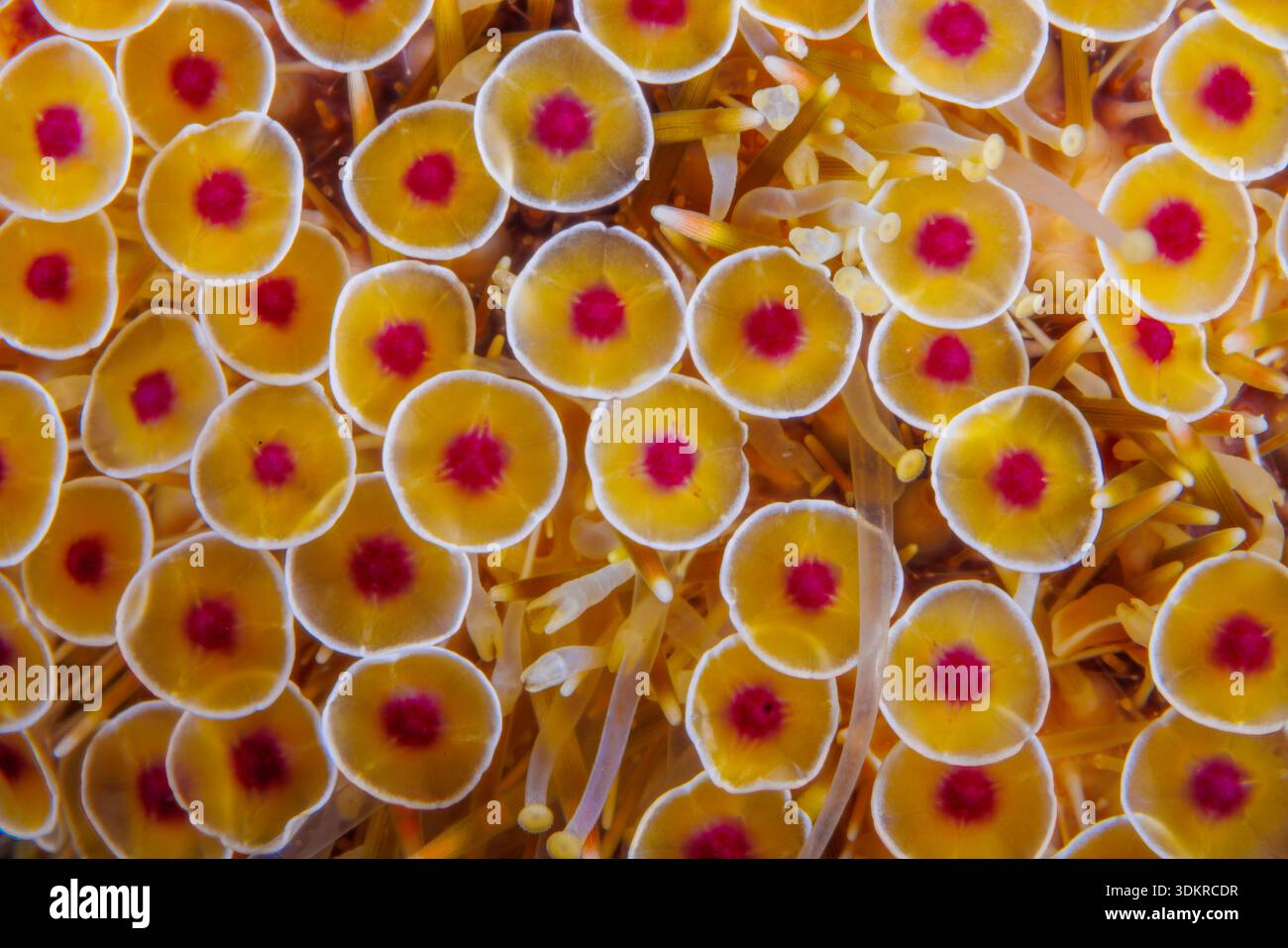 Una vista macro dettagliata delle pedicellariae di un riccio floreale, Toxopneustes pileolus, fotografato nelle acque tropicali delle Filippine. Il fiore u Foto Stock