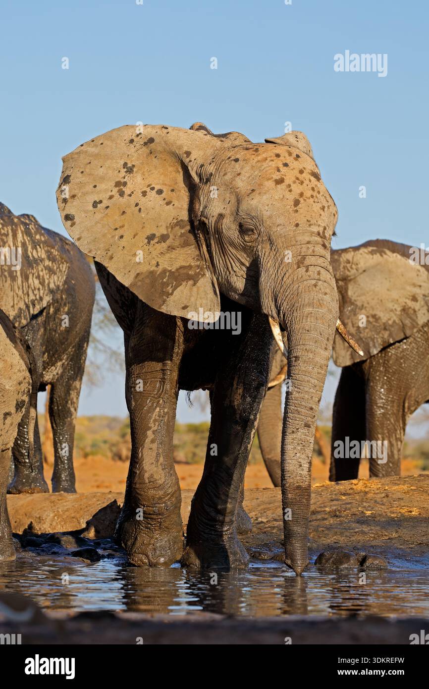 Un grande elefante africano (Loxodonta africana) in un pozzo d'acqua, il Botswana Foto Stock